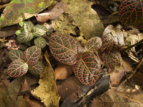 Fittonia albivenis (Lindl. ex Veitch) R. K. Brummitt resmi