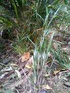 Image of Lanai sawsedge