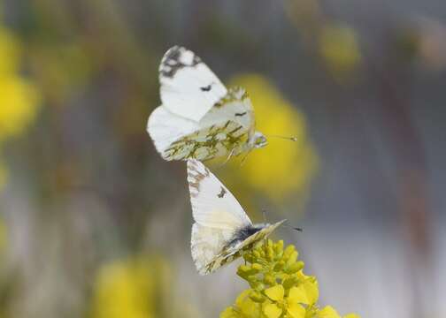 Euchloe ausonides (Lucas 1852) resmi