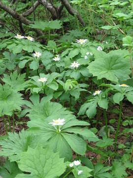 Image of Paris japonica (Franch. & Sav.) Franch.