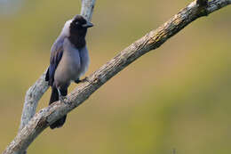 Image of Violaceous Jay