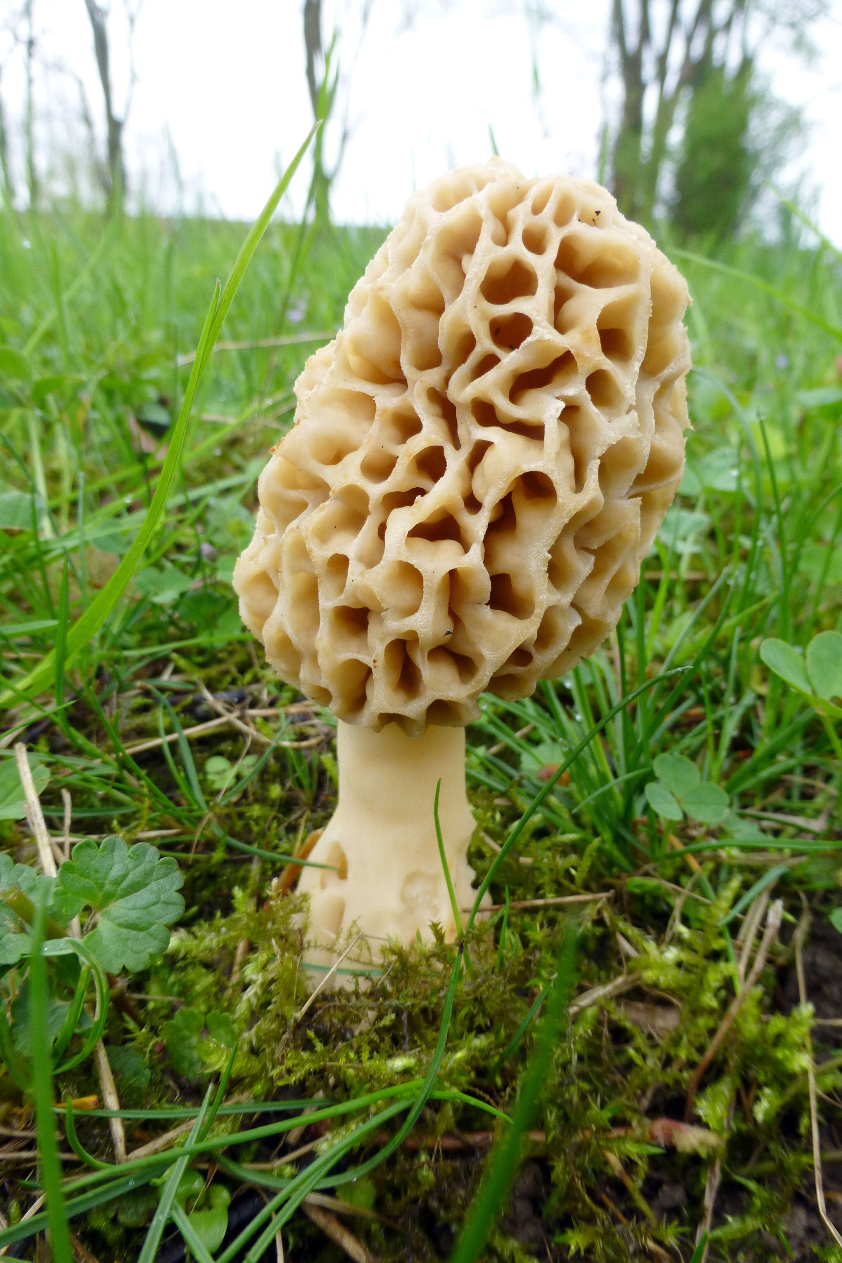 Imagem de Morchella esculenta (L.) Pers. 1801