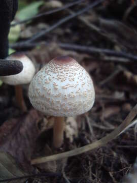 Слика од Lepiota cristata (Bolton) P. Kumm. 1871