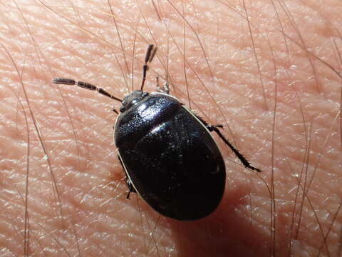 Image of White-margined Burrower Bug