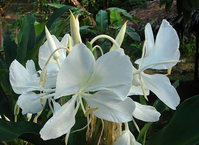 Imagem de Hedychium coronarium J. Koenig