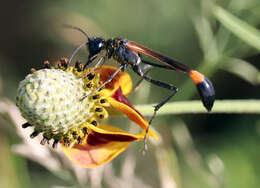 Слика од Ammophila placida F. Smith 1856