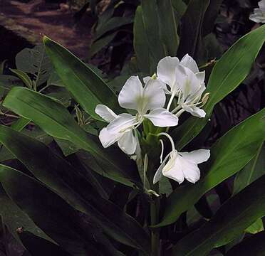 Image of white garland-lily