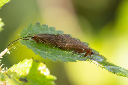 صورة Chaetopteryx villosa (Fabricius 1798)