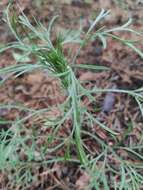 Image de Artemisia pubescens Ledeb.