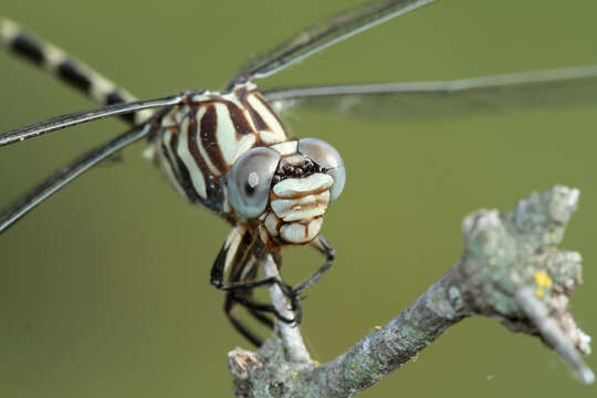 Image of Five-striped Leaftail