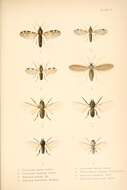 Image of black flies