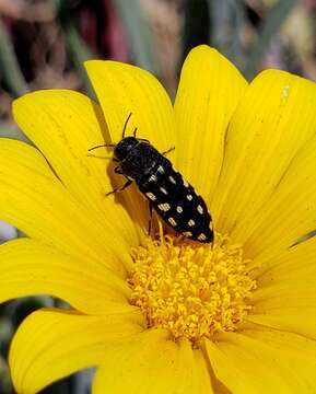 Image of Acmaeodera degener (Scopoli 1763)