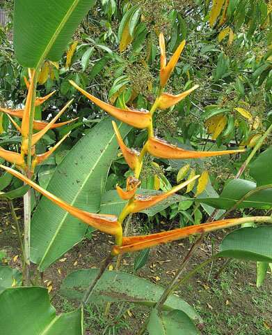 Plancia ëd Heliconia latispatha Benth.