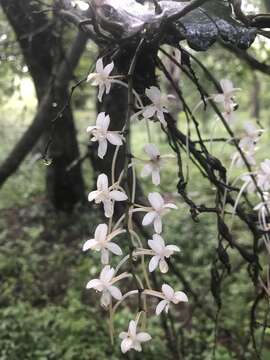 Image of Aerangis mystacidii (Rchb. fil.) Schltr.