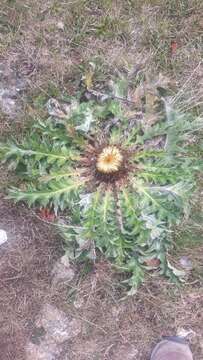 Image of Carlina acanthifolia All.