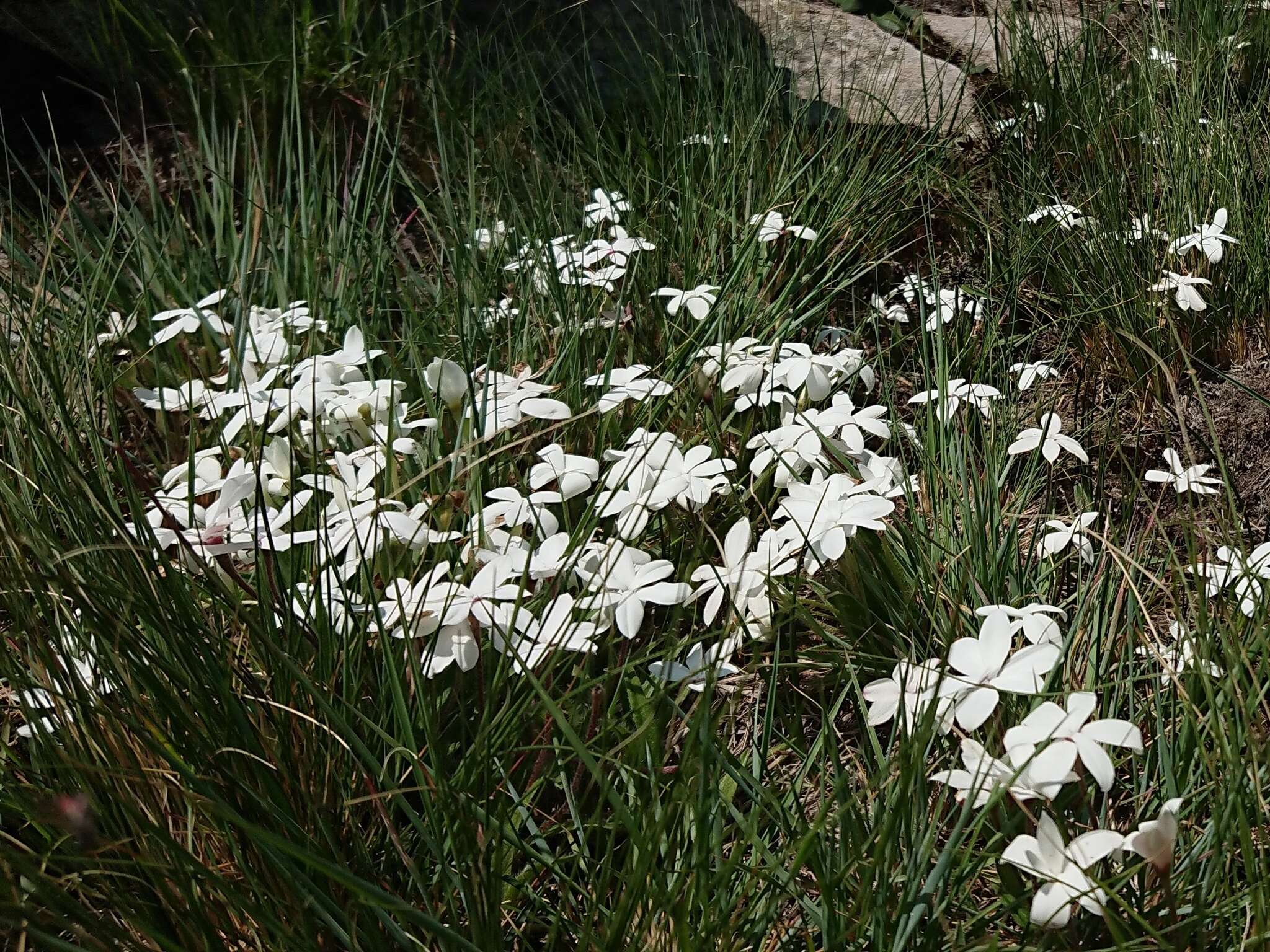 Image of Rhodohypoxis baurii var. platypetala (Baker) Nel