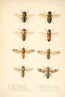 Image of horse and deer flies