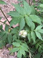 Image of Fendler's Waterleaf