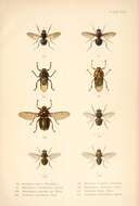 Image of house flies and relatives