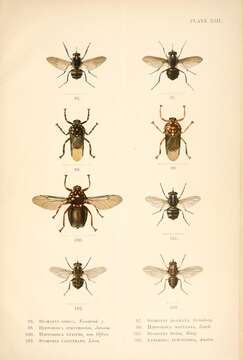 Image of house flies and relatives