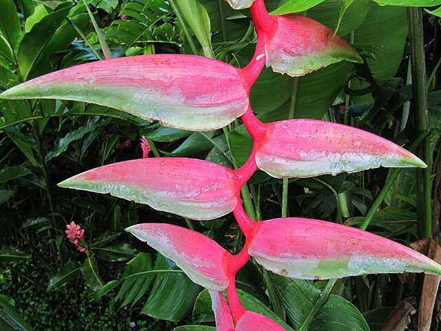 Image of Heliconia chartacea Lane ex Barreiros