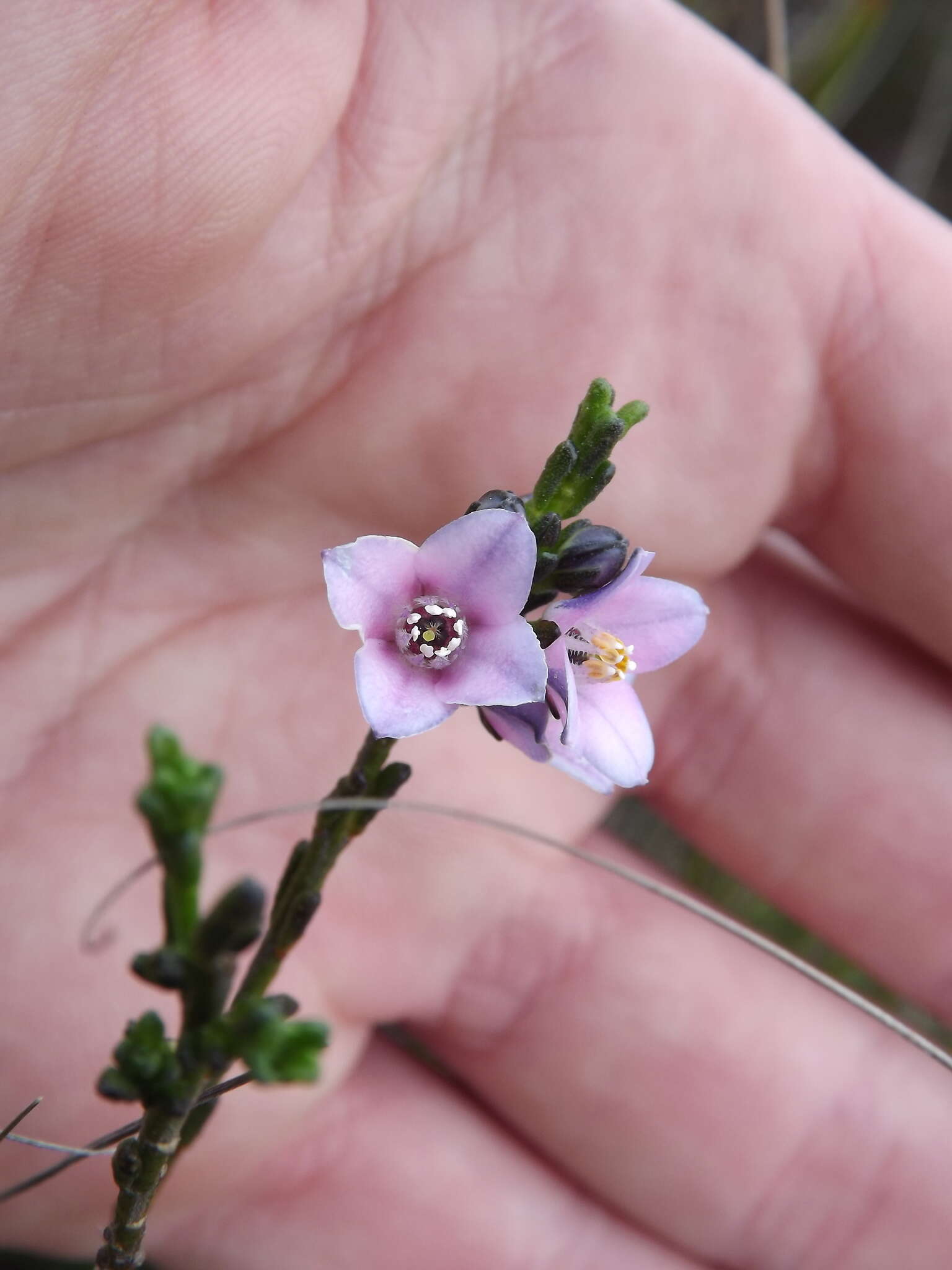 Cyanothamnus coerulescens resmi