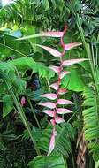 Image of Heliconia chartacea Lane ex Barreiros