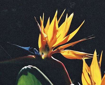 Image of Bird of paradise plant