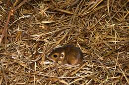 Image of Merriam's pocket mouse