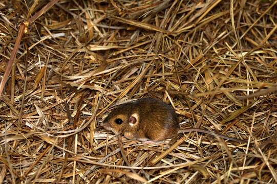 Image of Merriam's pocket mouse