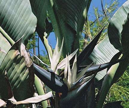 Image of Natal wild banana