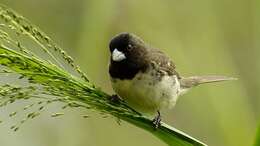 Image of Yellow-bellied Seedeater