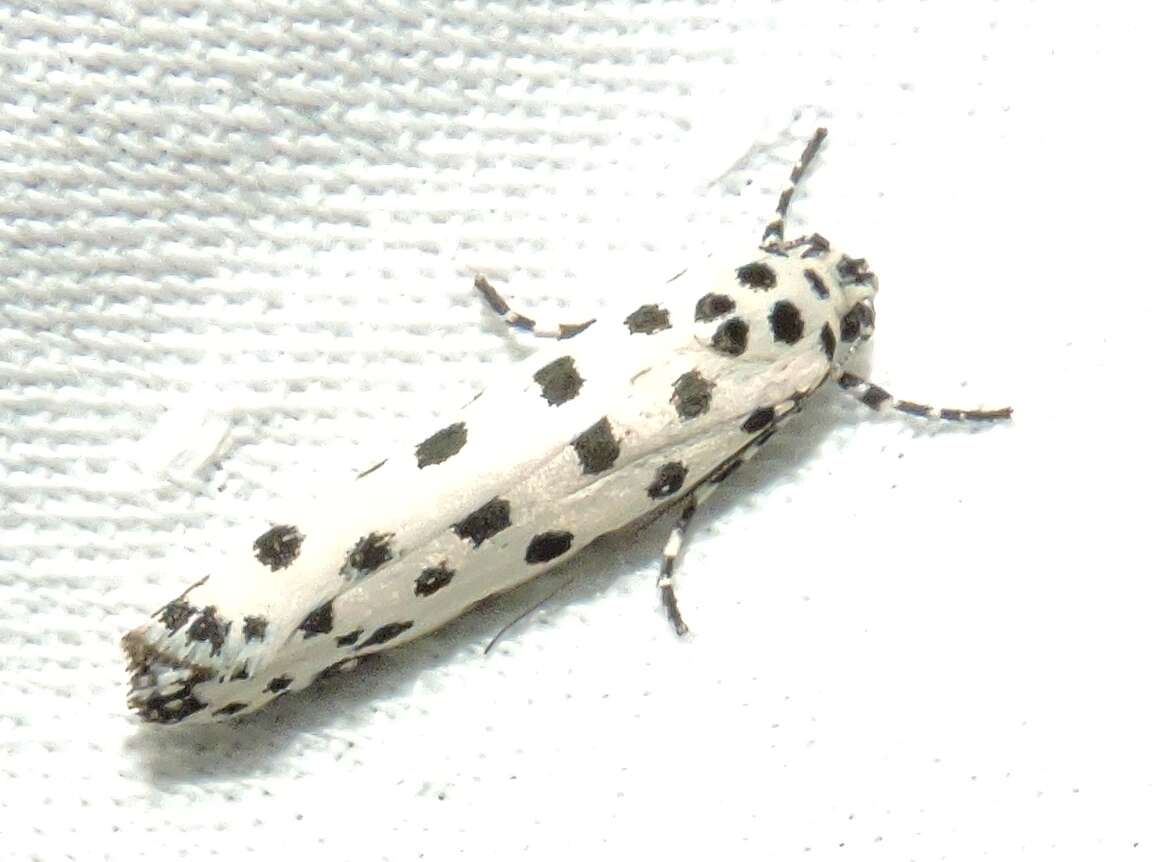 Image of Ethmia clytodoxa Turner 1917