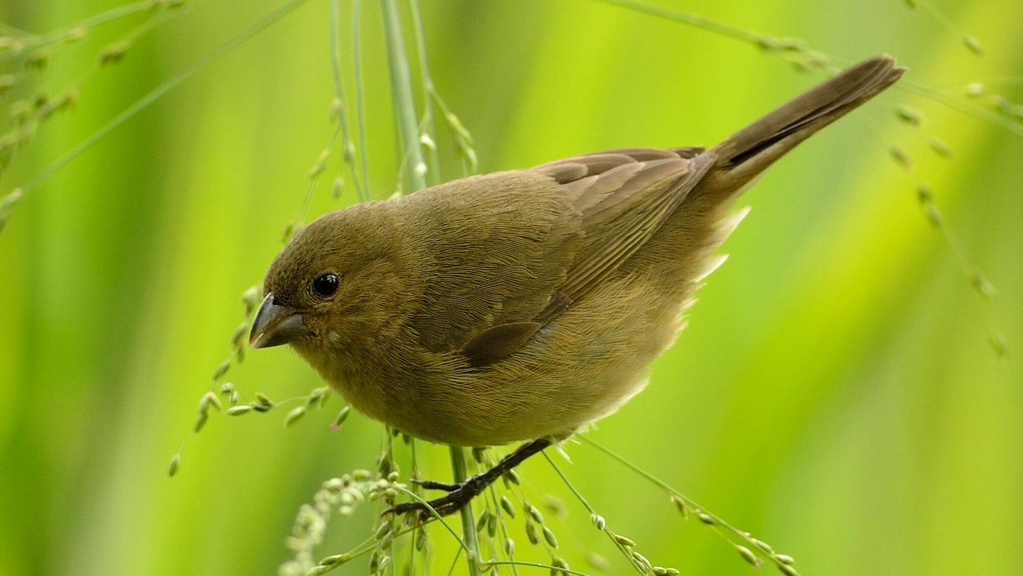 Image of Yellow-bellied Seedeater