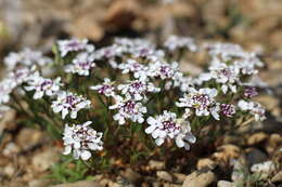 Plancia ëd Iberis simplex DC.