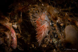 Coryphella chriskaugei (Korshunova, Martynov, Bakken, Evertsen, Fletcher, Mudianta, Saito, Lundin, Schrödl & Picton 2017) resmi