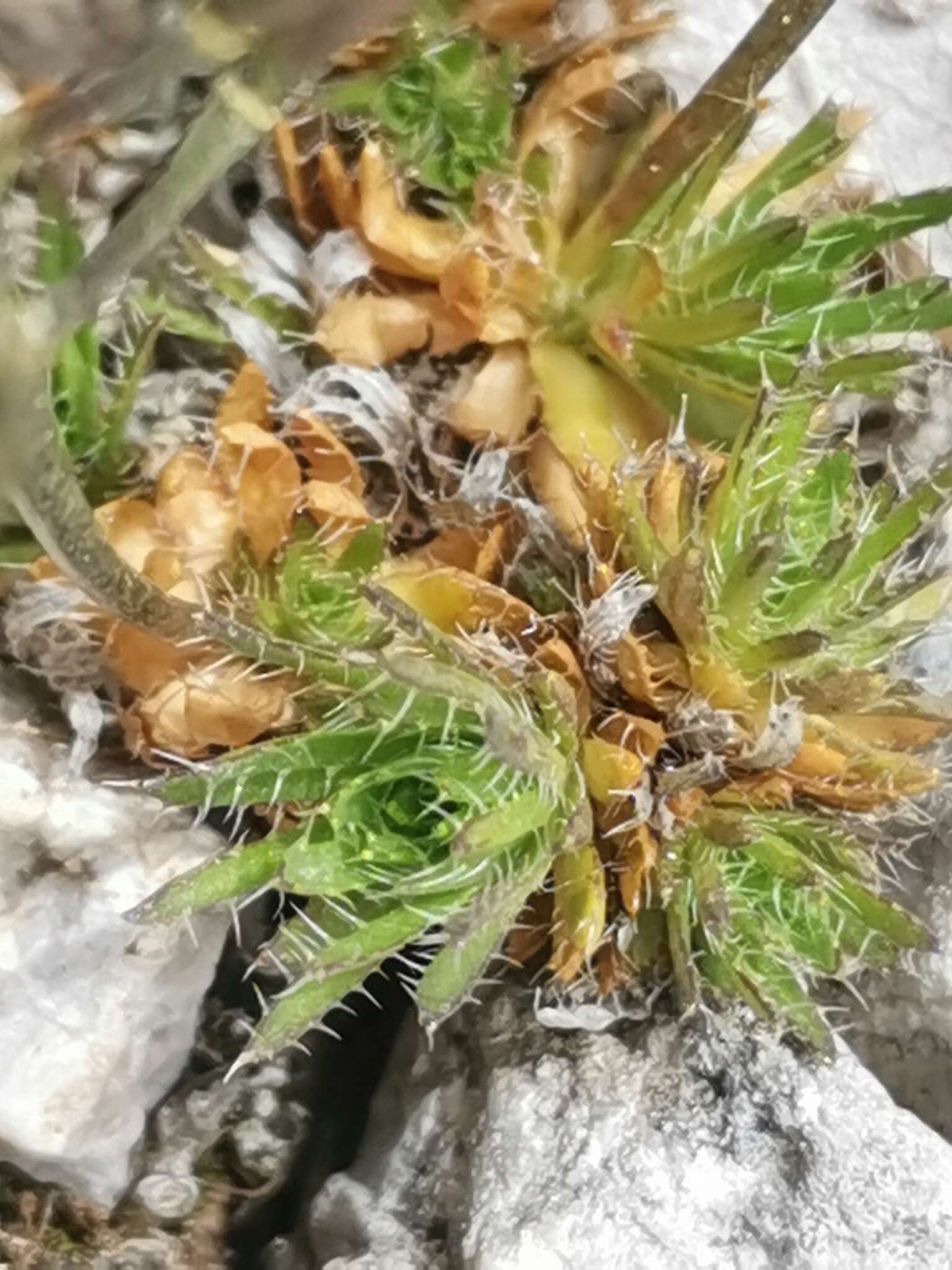 Image of Draba aizoides subsp. aizoides