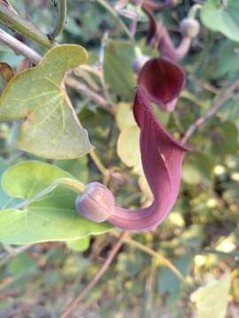 Image of Andalusian Dutchman's Pipe