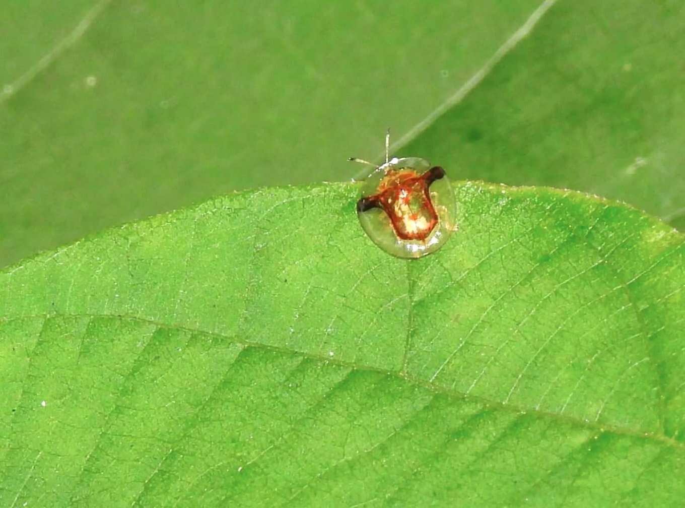 Image of Aspidimorpha (Aspidimorpha) furcata (Thunberg 1789)