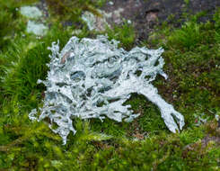 Image of ring lichen