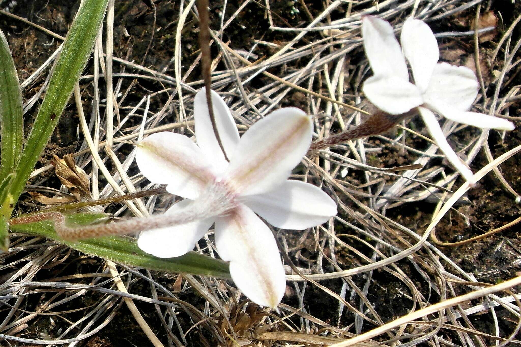 Image of Rhodohypoxis baurii var. platypetala (Baker) Nel