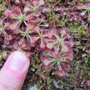 Imagem de Drosera spatulata var. spatulata