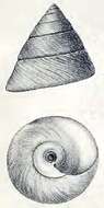 Image of Tegula montereyi (Kiener 1850)