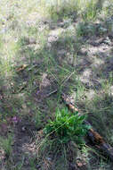 Image of red buckwheat