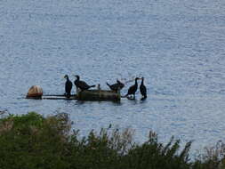 Image of Phalacrocorax carbo carbo (Linnaeus 1758)