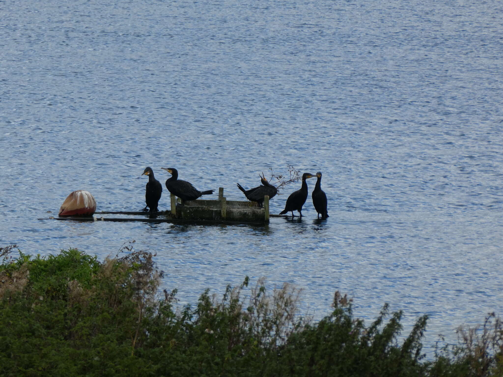 Plancia ëd Phalacrocorax carbo carbo (Linnaeus 1758)