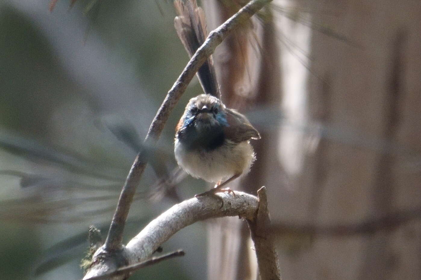 Image of Variegated Fairy-wren