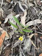 Image of Goodenia delicata R. Carolin