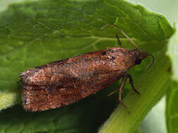 Image of Endothenia ericetana Westwood