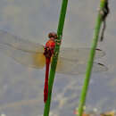 Imagem de Rhodopygia cardinalis (Erichson ex Schomburgk 1848)